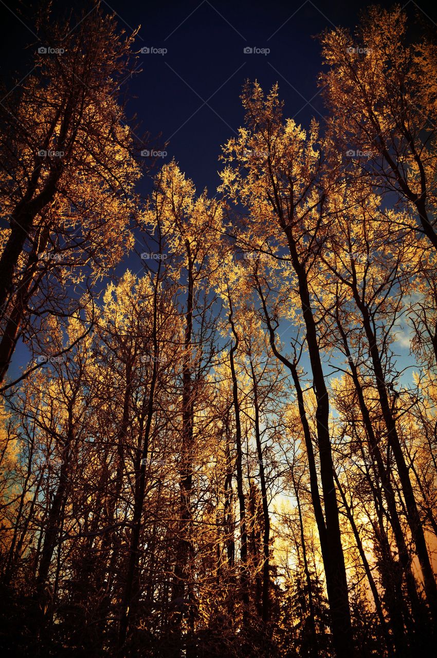 Negative trembling aspen And hoar frost 