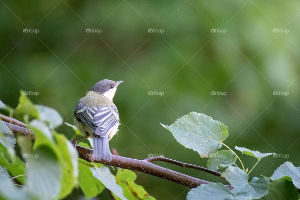 A bird on a branch in summer
