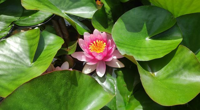 Nymphaea tetragona.