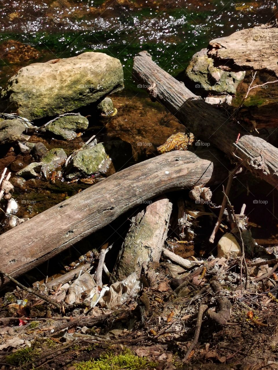 Forest water outdoor stone day