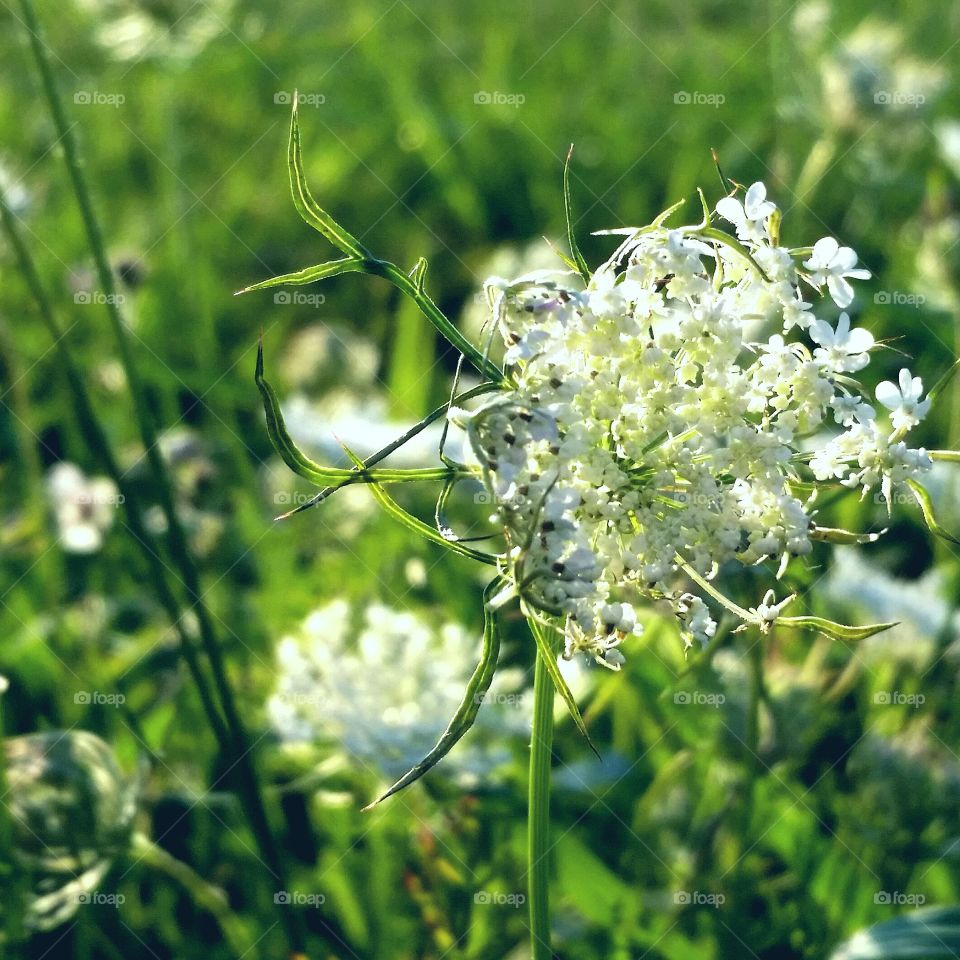 Queen Ann's Lace in the grass