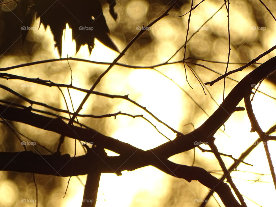Sunset view through branches