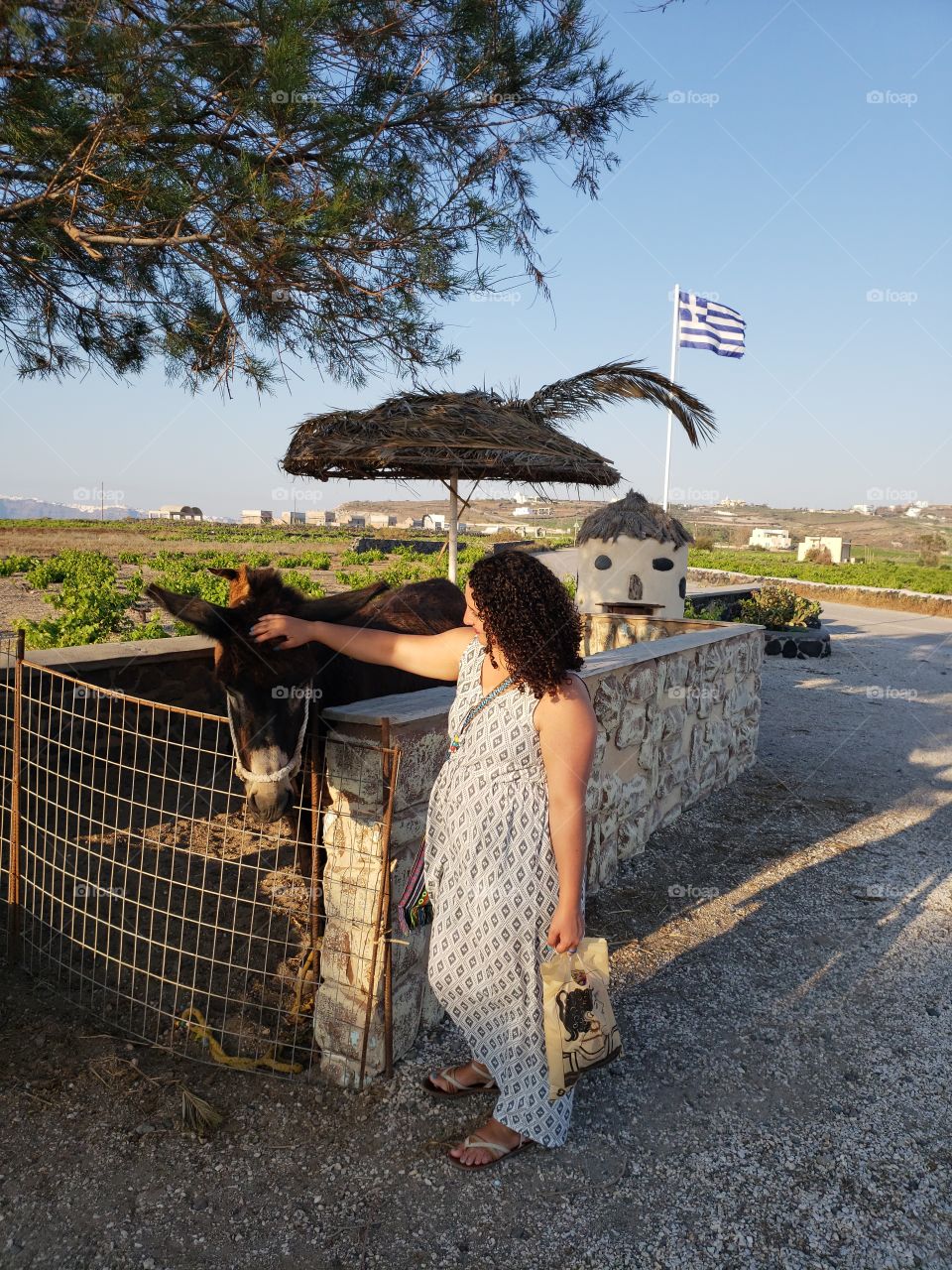 Petting a goat in Santorini, Greece