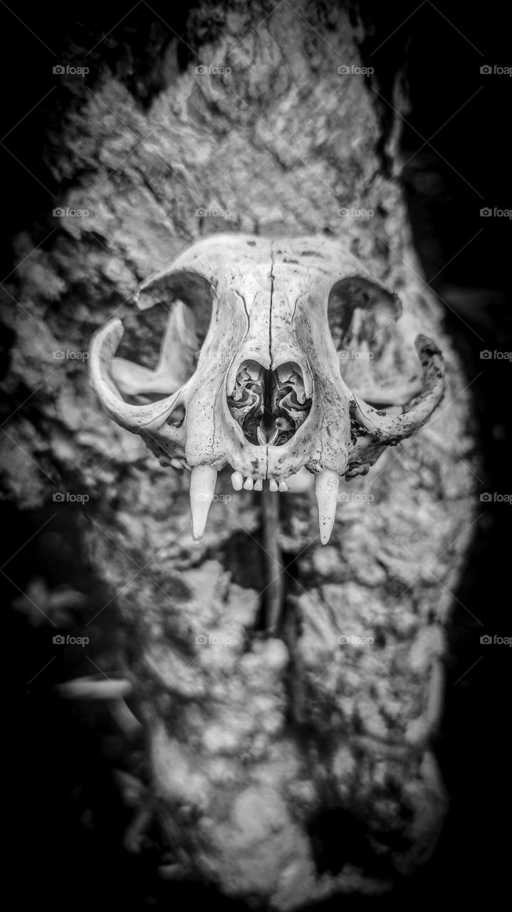 whild cat skull in black and white ,phone wallpaper