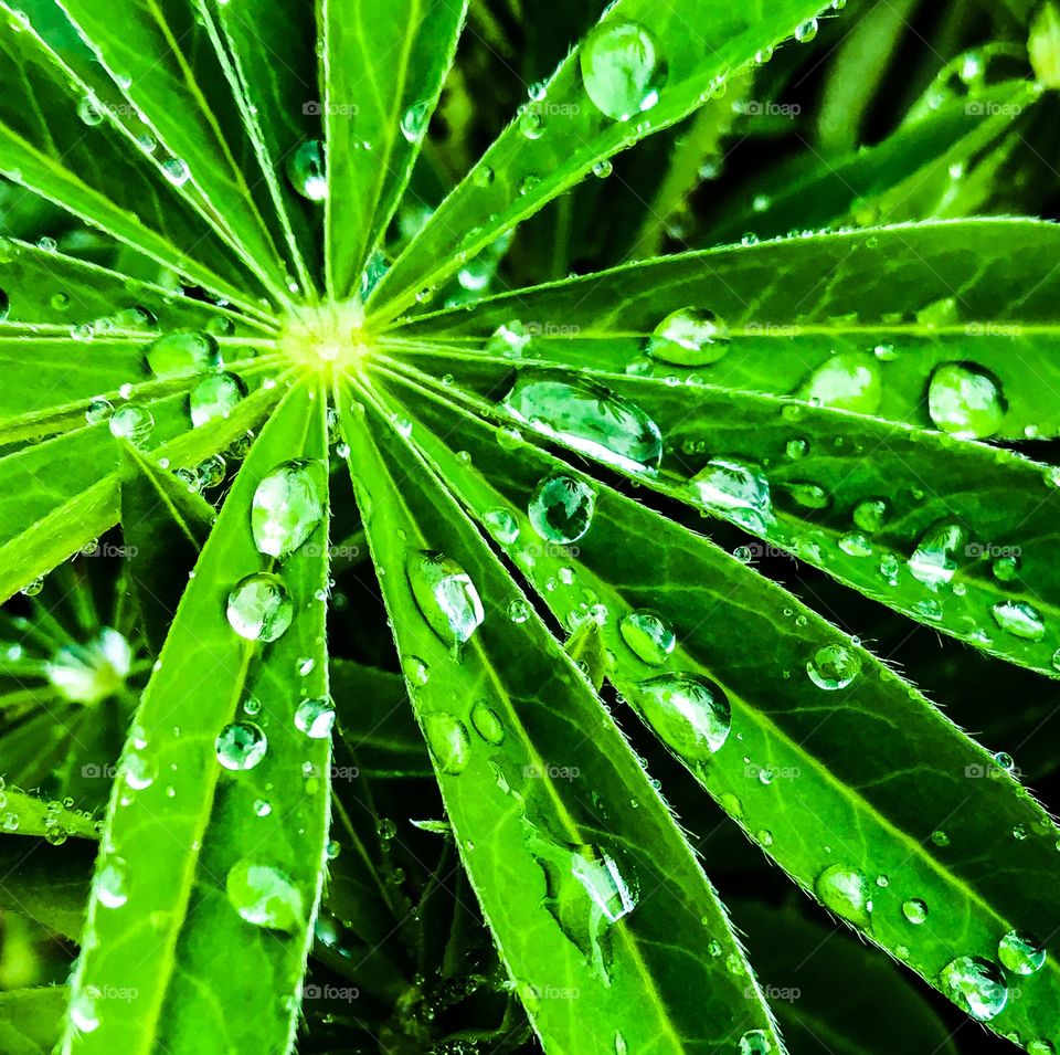 Rain on plant
