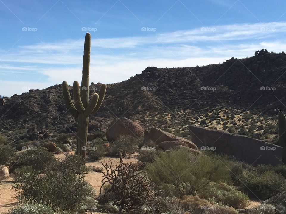 Desert Cactus,