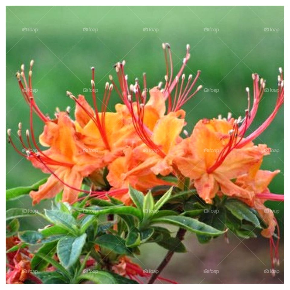 Flame Azalea