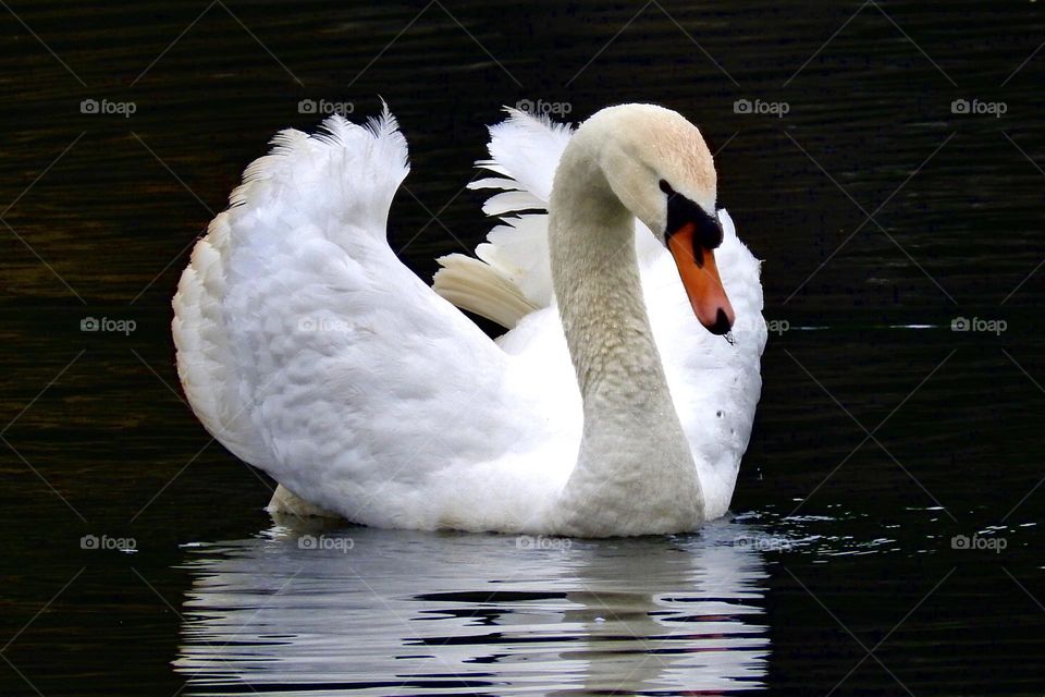 beautiful swan