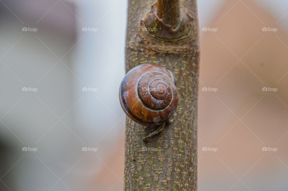 Snail On Branch