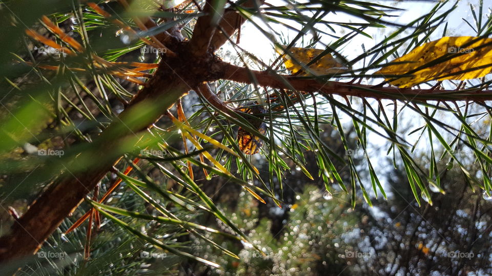 Tree, Nature, No Person, Outdoors, Branch