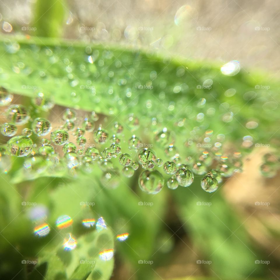 Pearly dew drops