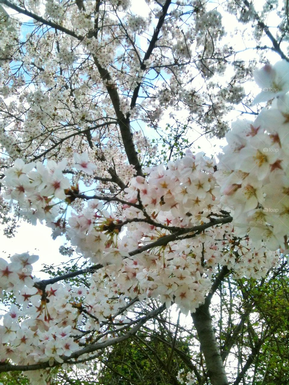 cherry blossom