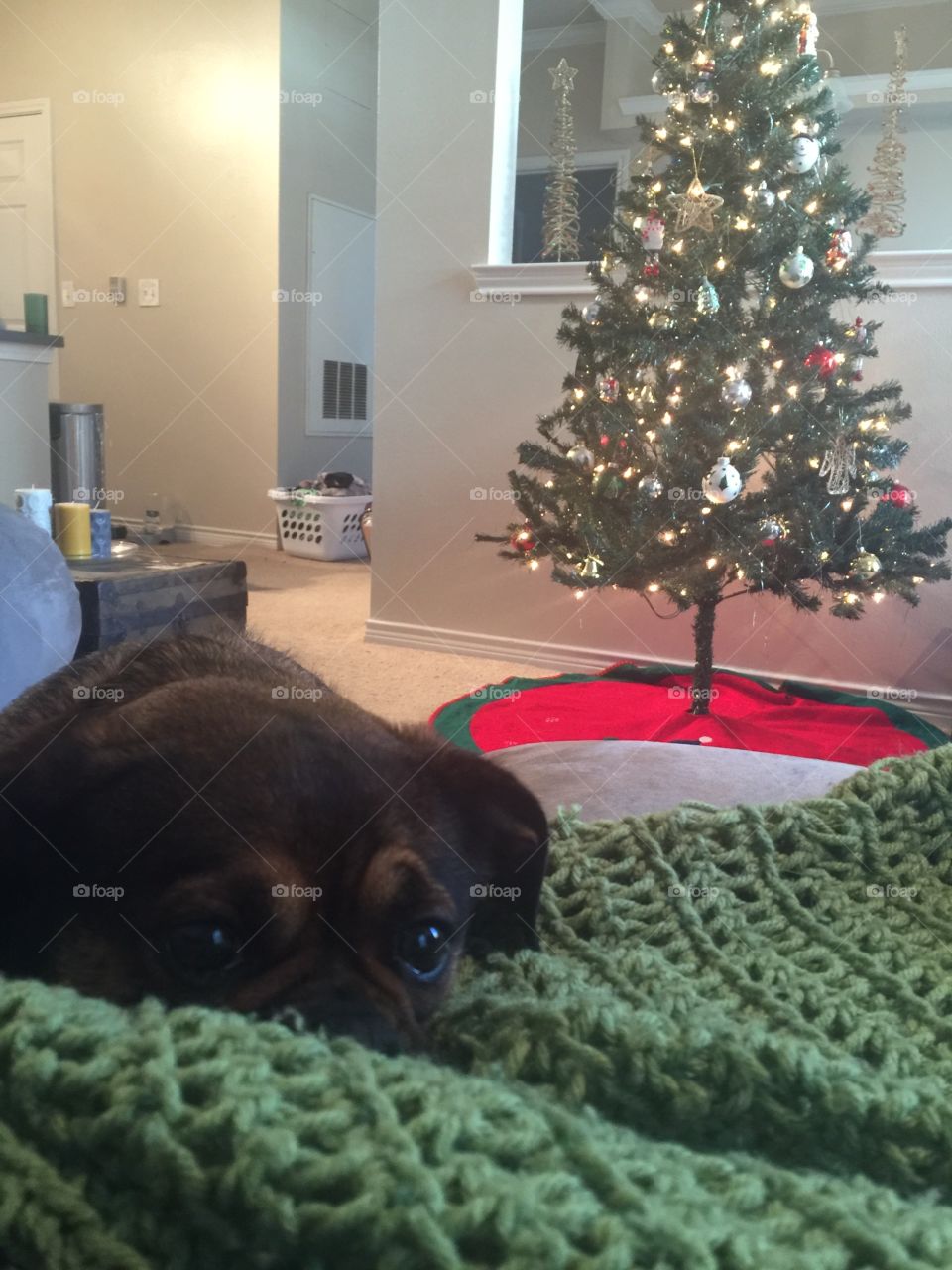 Christmas nap