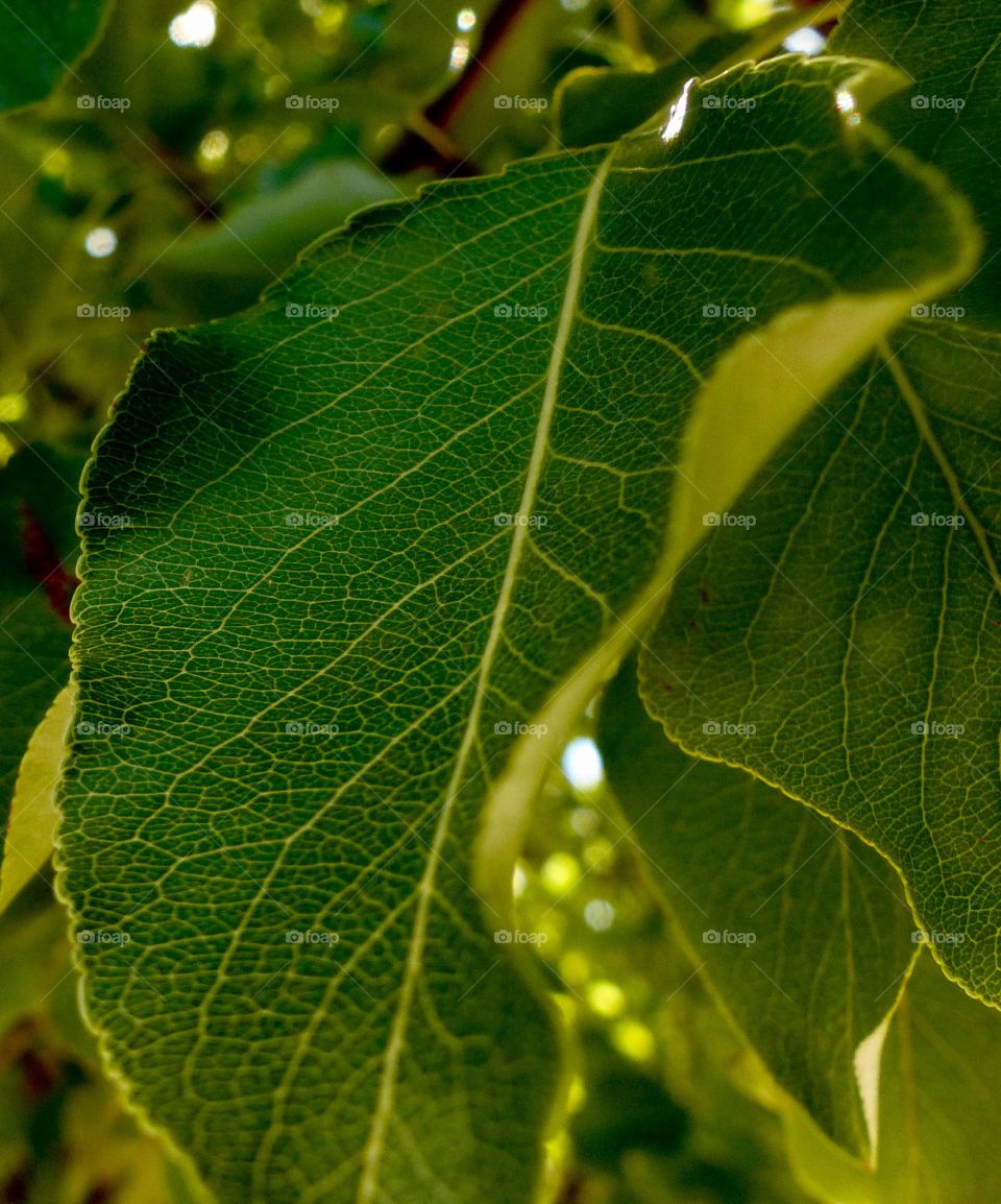 A close up photo of a green leaf on a tree