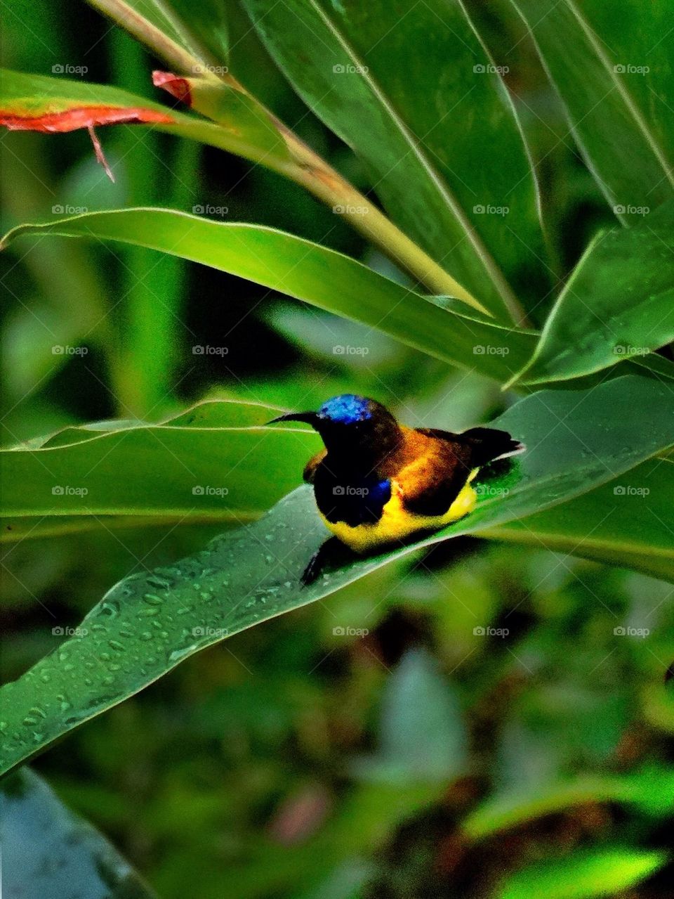 A little bird on a leaf