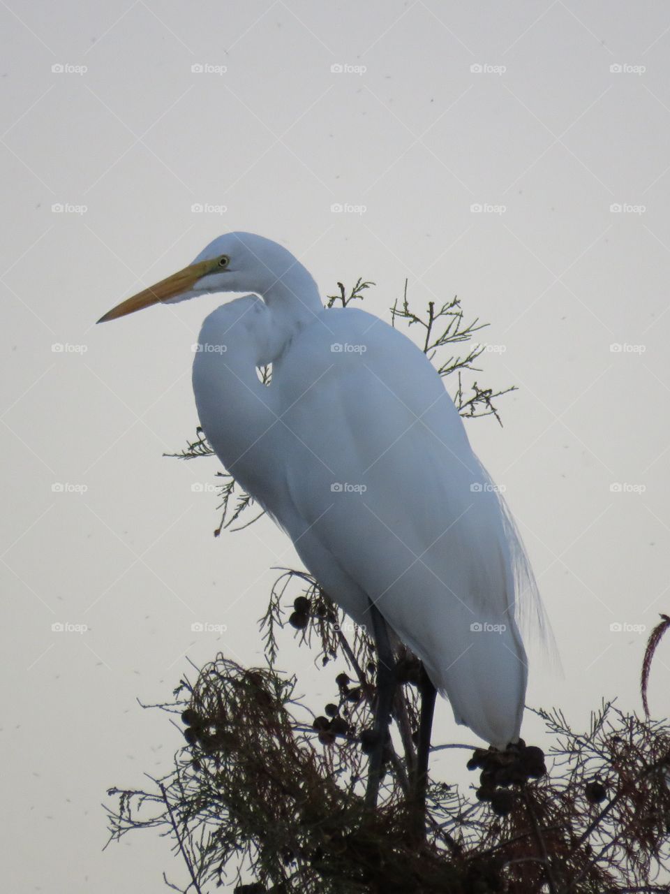 Great egret