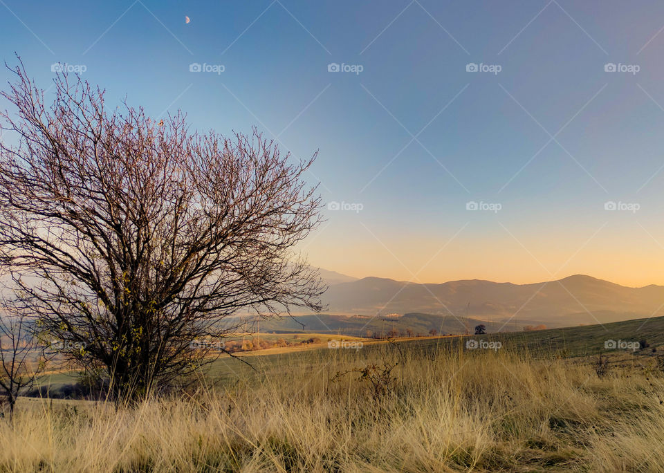 A tree and the moon