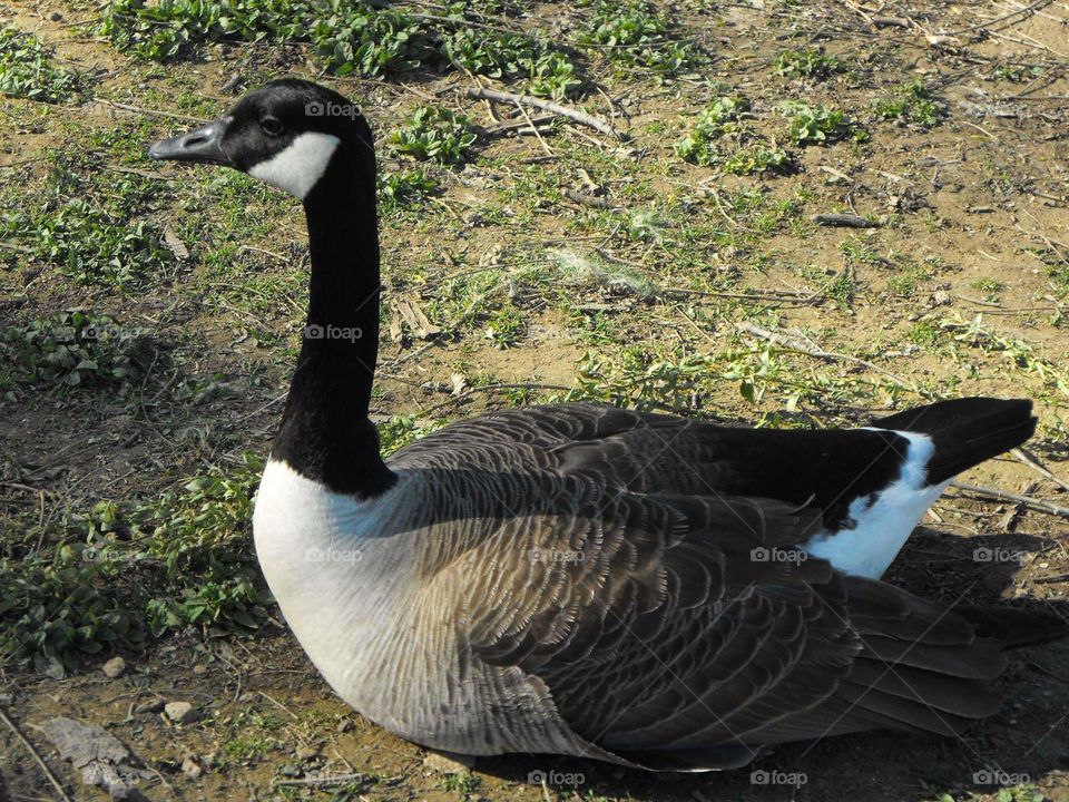 Goose walking