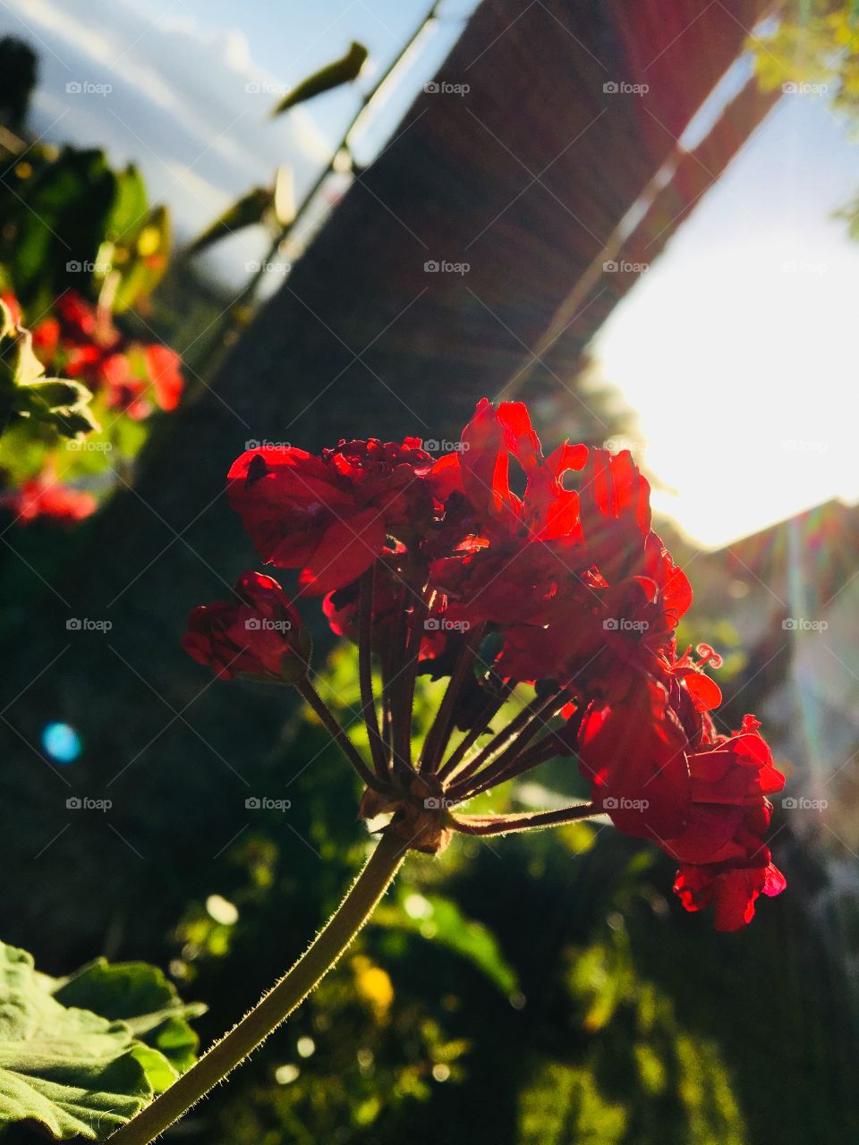 perspective of sunlight on the flower of thorns