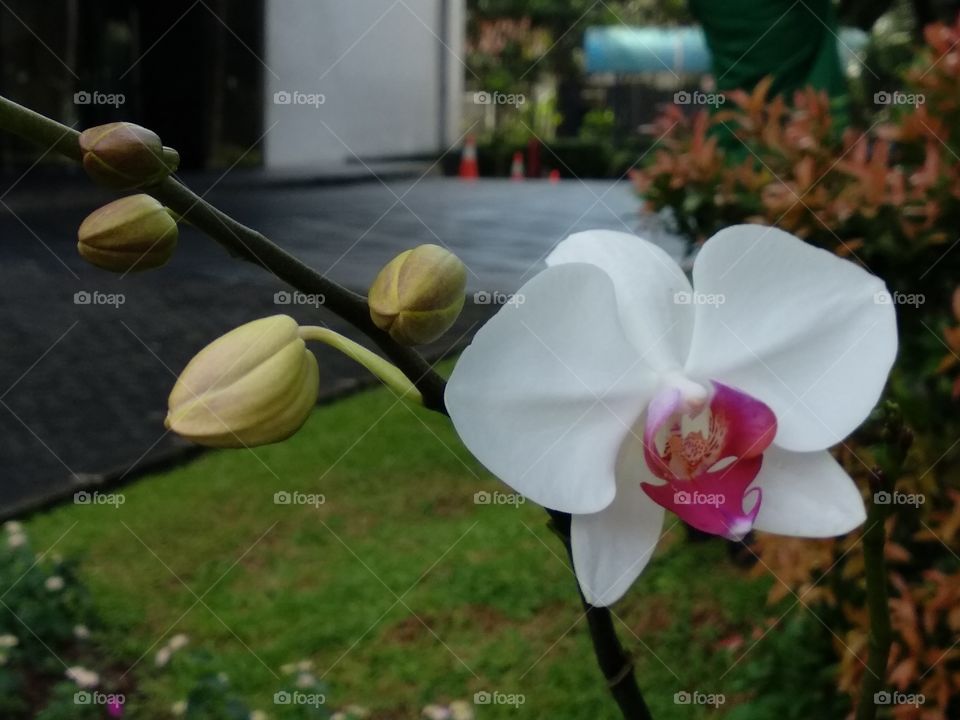 Single Niceful Orchid