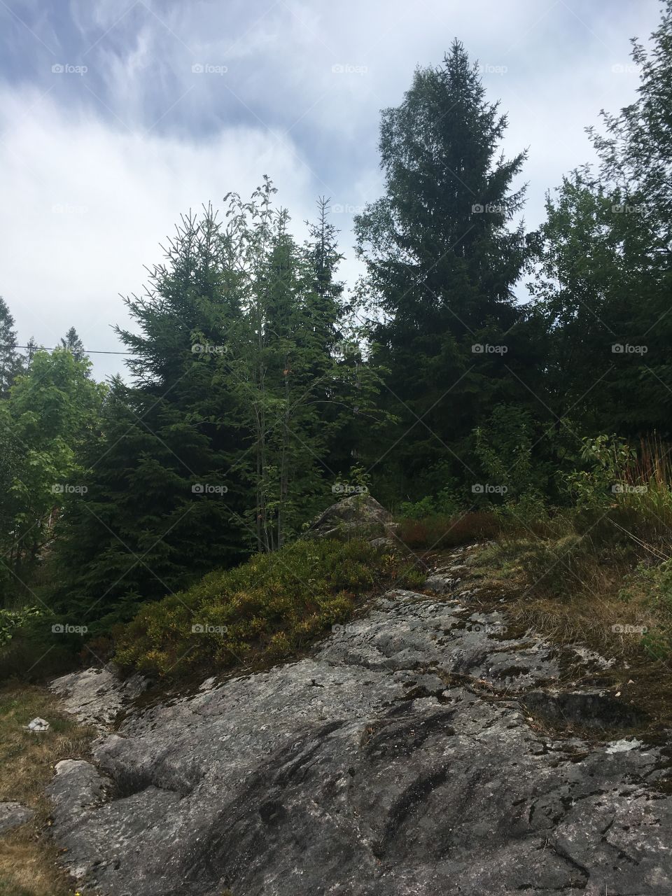 Pines on rocks