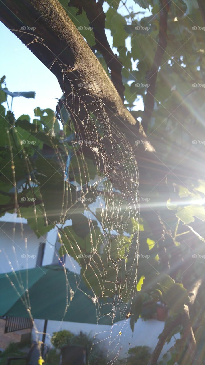 Spider webs and sunlight 😍