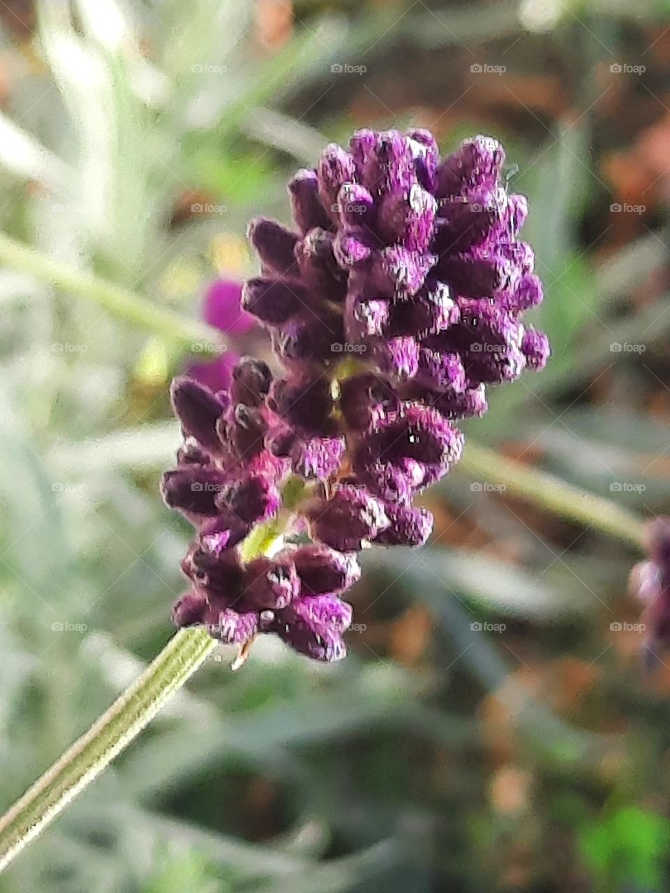 portrait of purple lavender flower