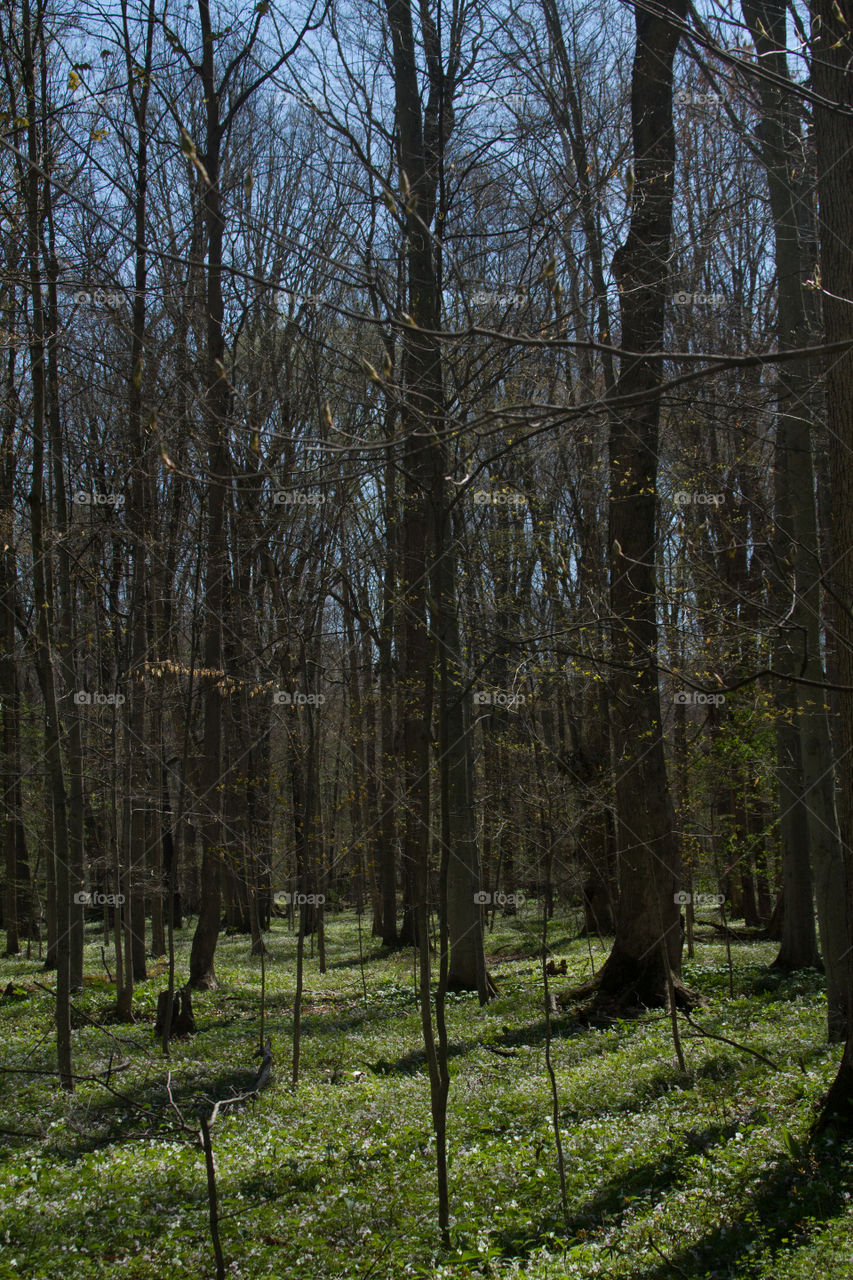forest. a wooded area