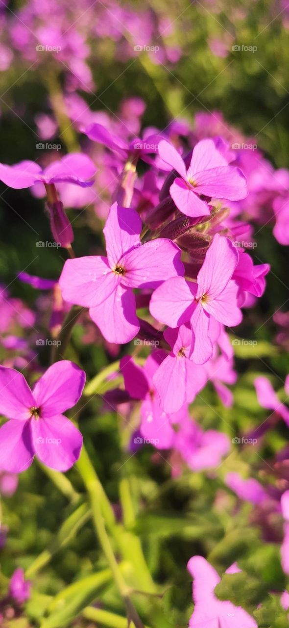 editors Choice photo on the week