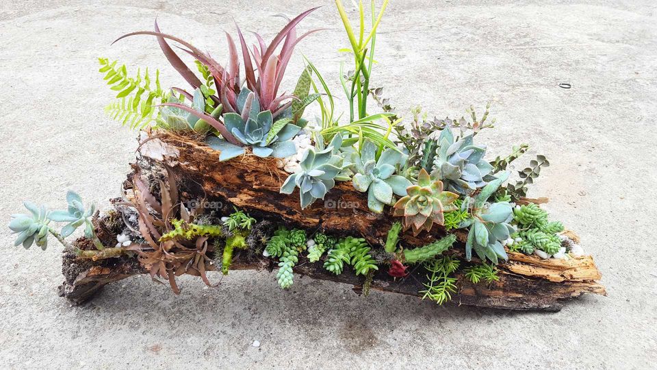 Succulent arrangement in driftwood