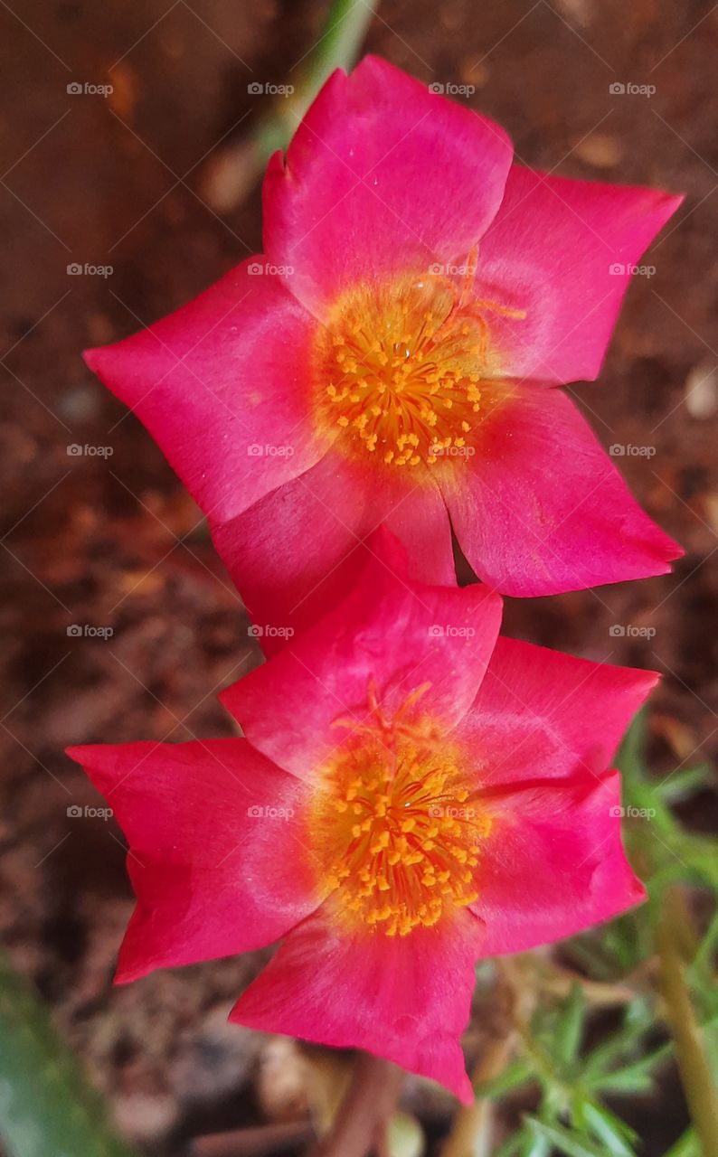 flowers for decoration