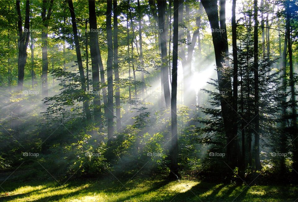Sun filtering through the forest