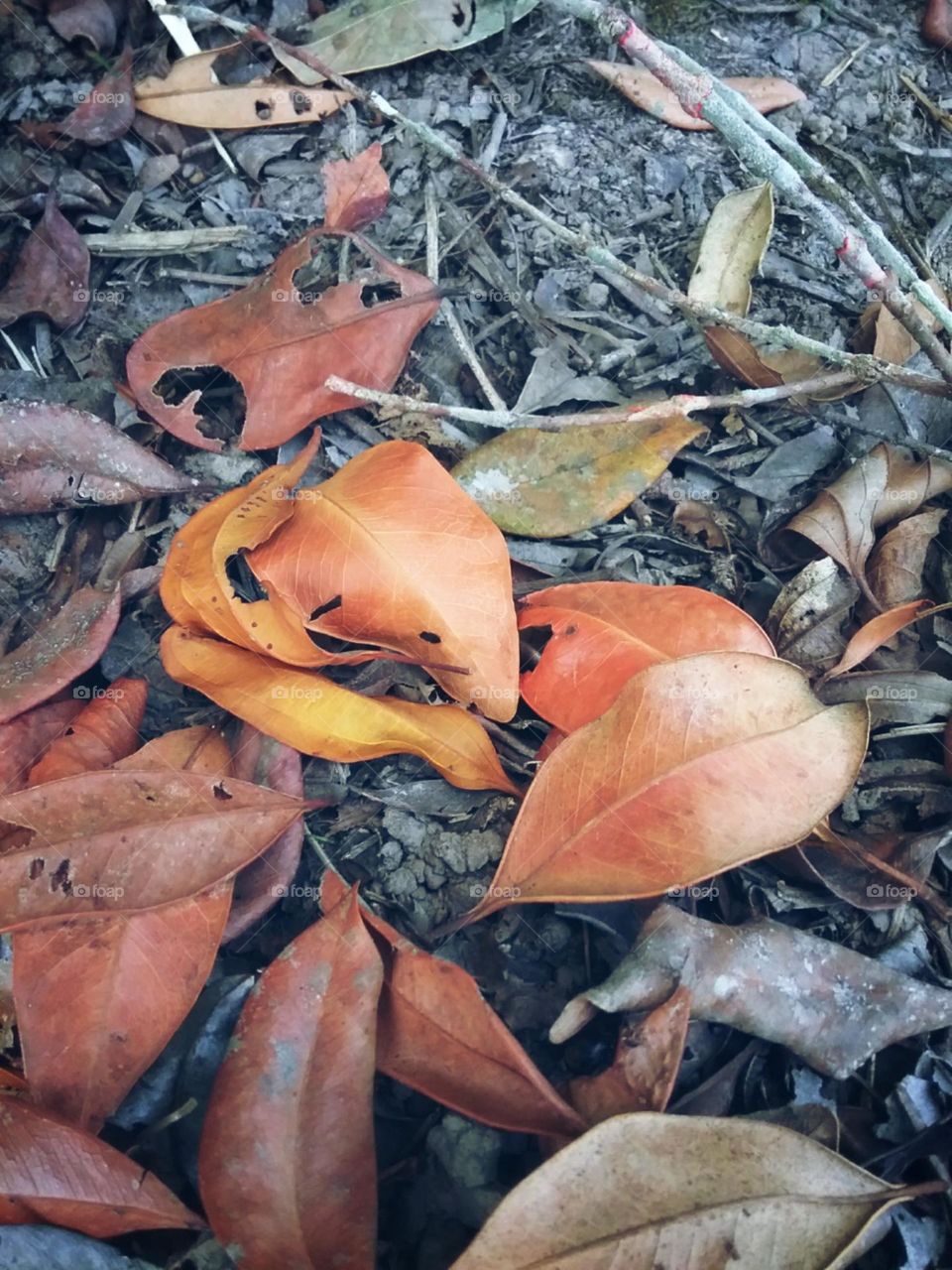 Tons e cores especiais.