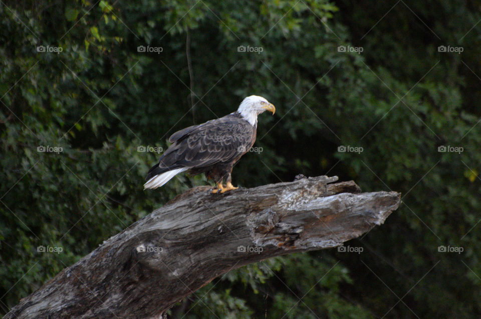 Bald eagle in East Dubuque, Illinois. 