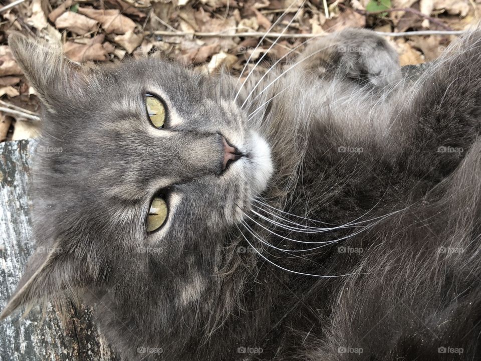Cute gray kitty doing kitty things