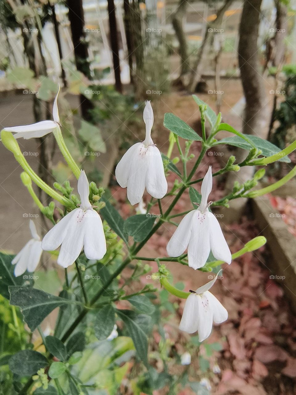 Bignose Rhinacanthus in Beinan Township Native Applied Botanical Garden