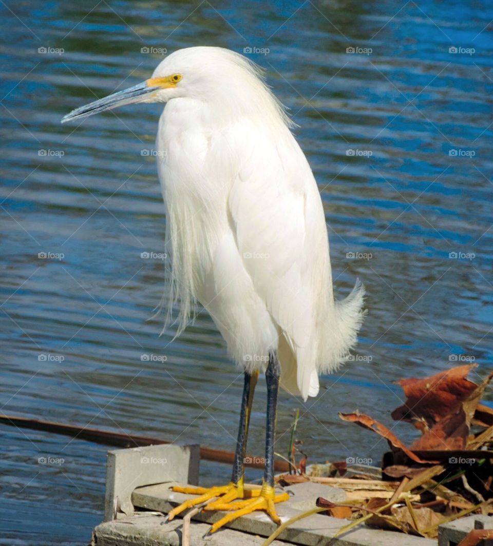 Bird-Snowy Egret
