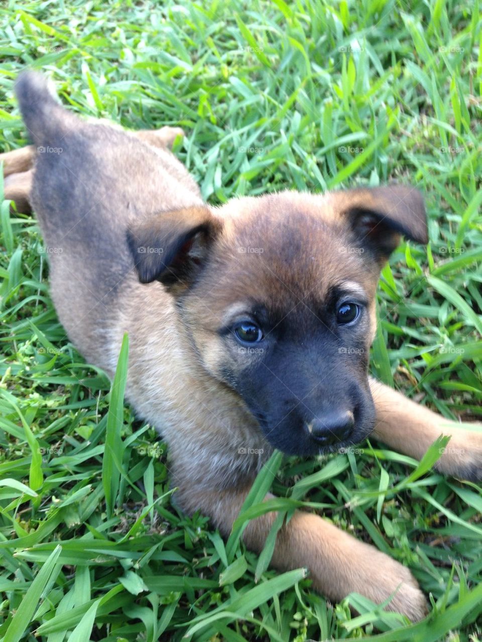 Shepard puppy