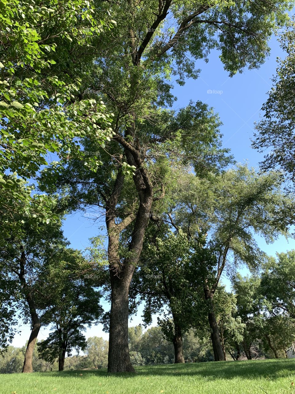 Tall leafy trees against a beautiful, blue sky