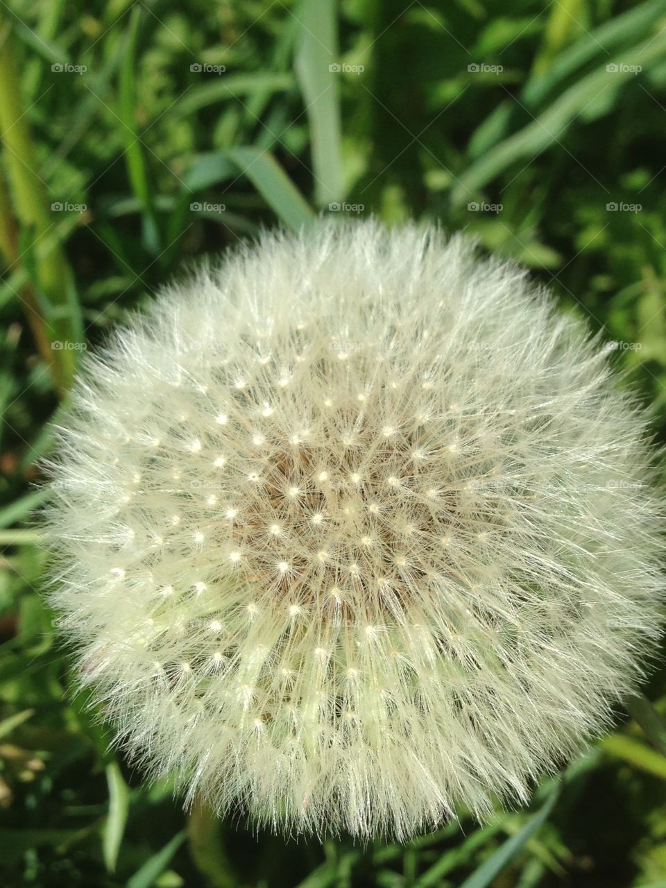 Dandelion clock