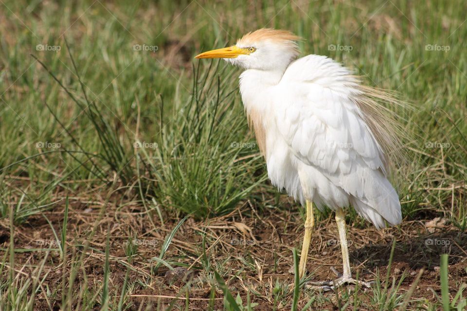 Cattle Egret