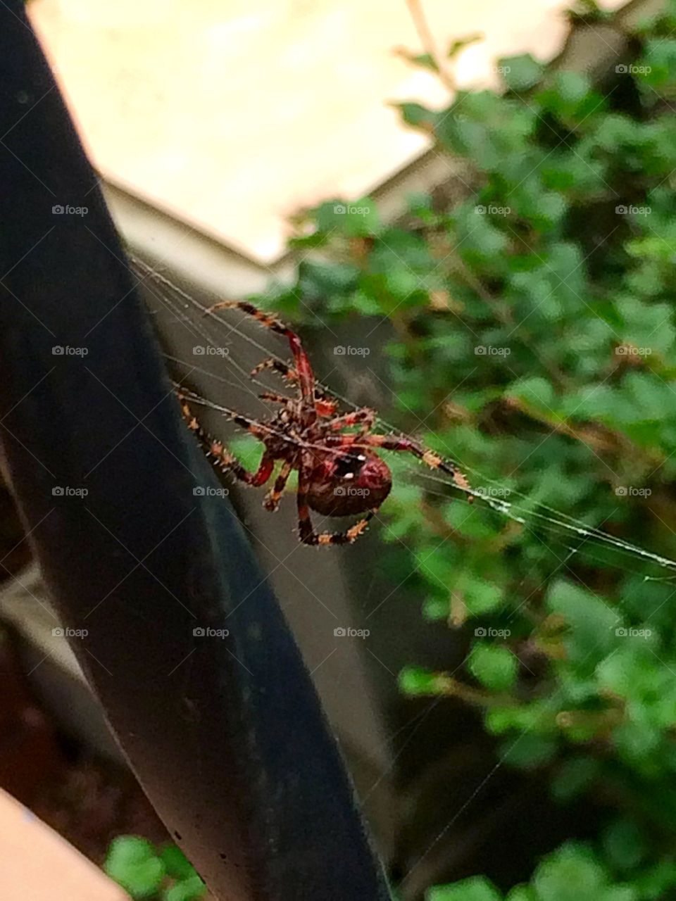 Orb spider 