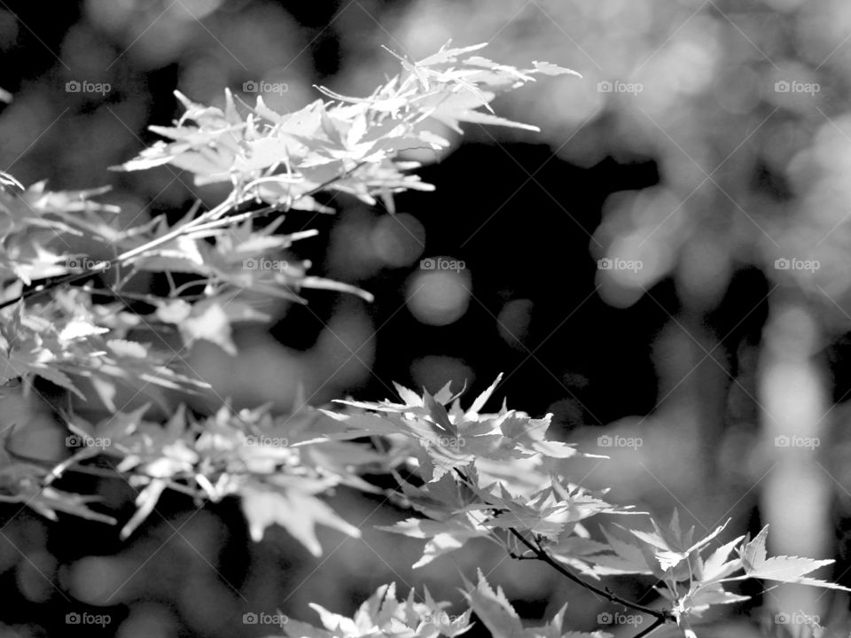 The late afternoon summer sun shines on my deck & produces dappled light on the light green leaves and coral stems of my Japanese maple providing beautiful contrast in colour or in black & white!