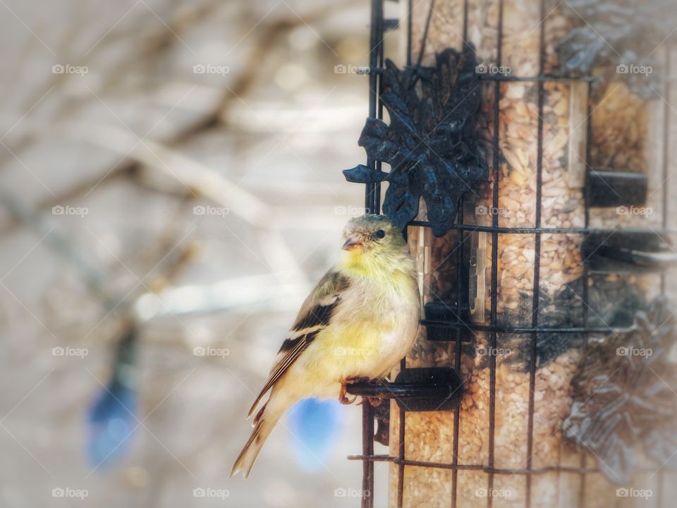 My yard Goldfinch