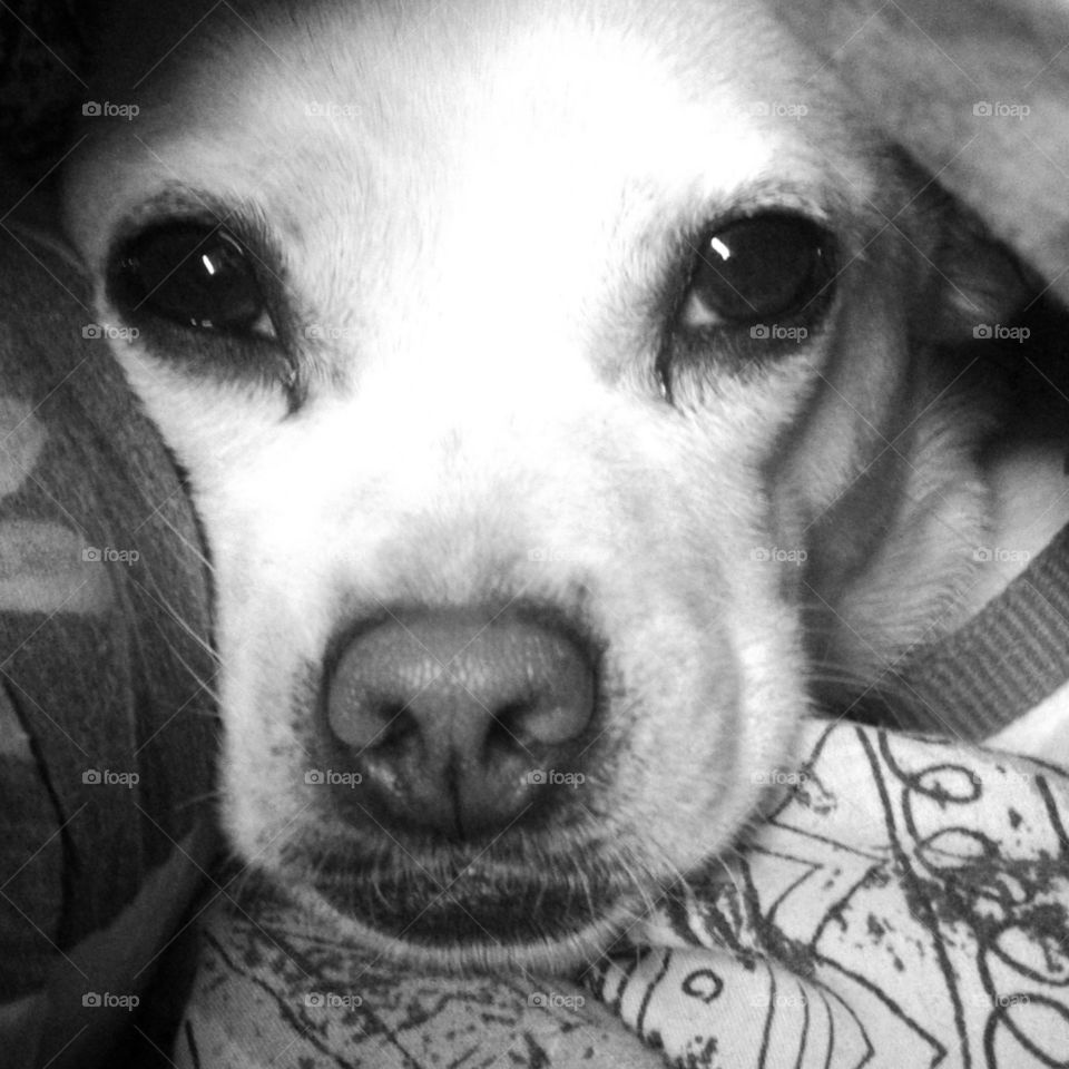 Rosie undercover. Rosie under the covers