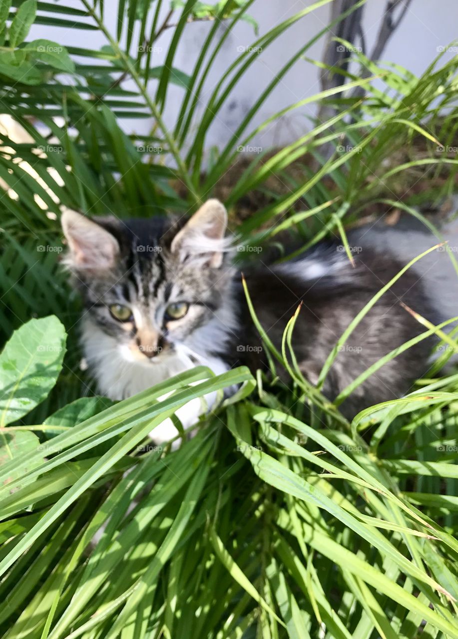 My Cute Little Kitty