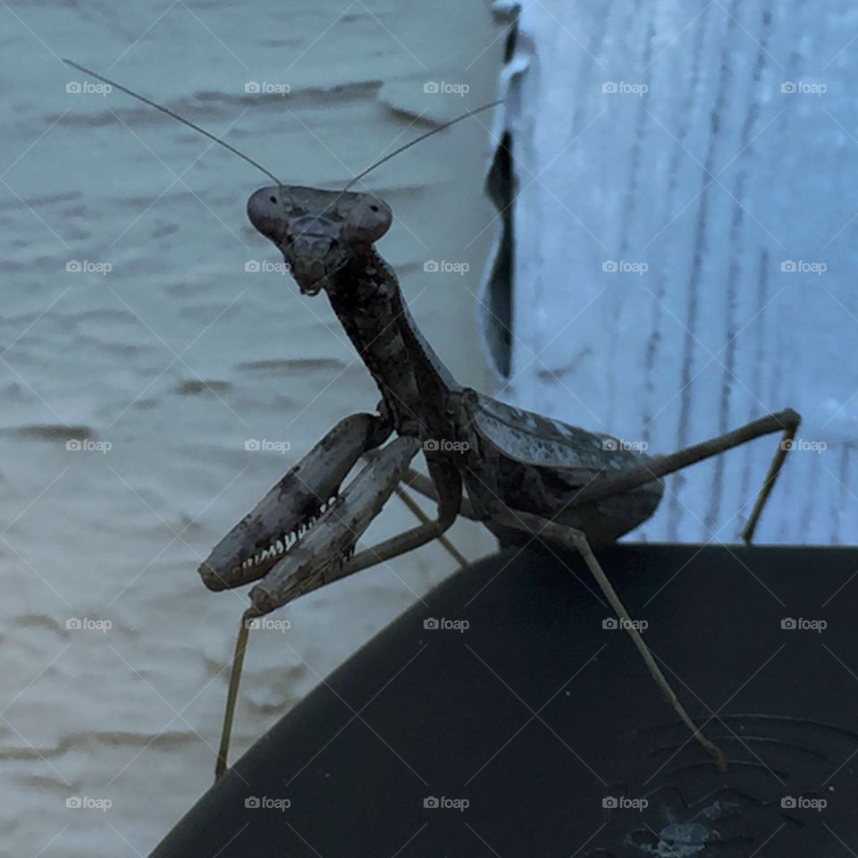 Mantis in Disguise . A praying mantis , camouflaged in his fall fashionable grey, isprobably praying for the green of Spring already!