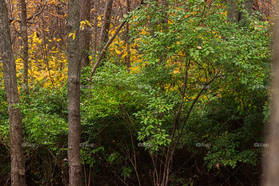 you and green leaves in the woods