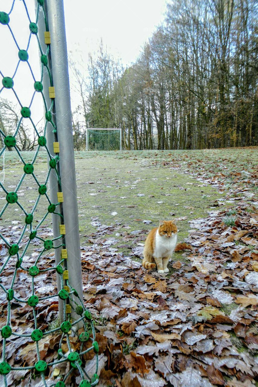 cat sitting beside a  soccer goal