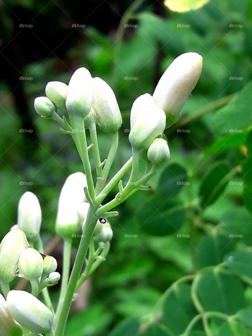 Wild white color flower